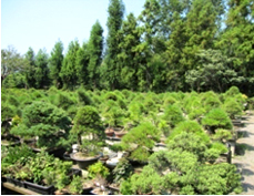 松田盆栽園